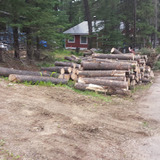 I Cut Trees, Medicine Hat