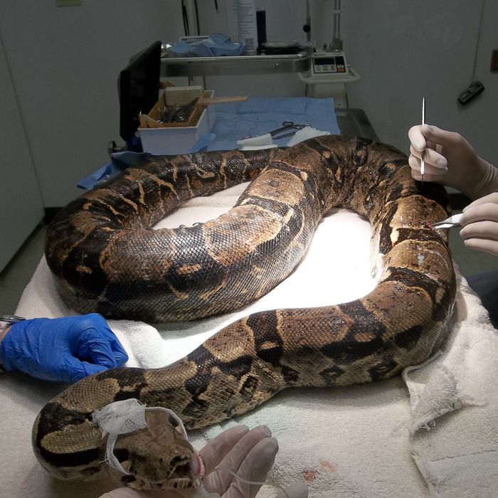  New Album of Veterinary Associates Stonefield 203 Moser Rd - Photo 3 of 4