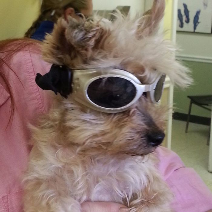  New Album of Veterinary Associates Stonefield 203 Moser Rd - Photo 4 of 4