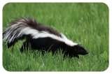 Pest Pro Canada Pest Control Services, Toronto