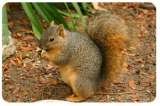Pest Pro Canada Pest Control Services, Toronto