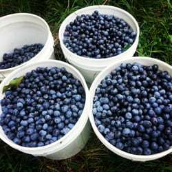  Profile Photos of Echo Springs Blueberry Farm 7235 Farm to Market 607 North - Photo 6 of 7