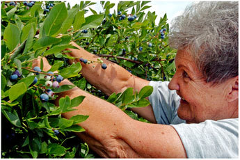 Profile Photos of Echo Springs Blueberry Farm 7235 Farm to Market 607 North - Photo 7 of 7