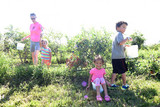  Echo Springs Blueberry Farm 7235 Farm to Market 607 North 