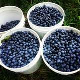  Echo Springs Blueberry Farm 7235 Farm to Market 607 North 