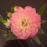 The Orchid: Luxury Flower Design, Hurst