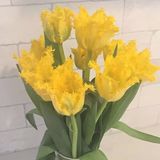 The Orchid: Luxury Flower Design, Hurst