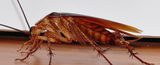  Cannon Pest Control Melbourne 14 Grand View Grove 