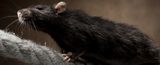 Cannon Pest Control Melbourne, Lilydale