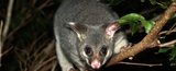 Cannon Pest Control Melbourne, Lilydale