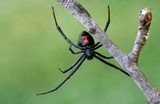 Cannon Pest Control Melbourne, Lilydale