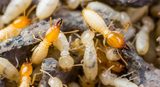 Cannon Pest Control Melbourne, Lilydale
