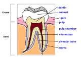 Amica Surgical Rang Pura 