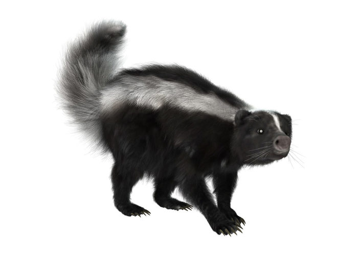 3D rendering of a skunk isolated on white background Profile Photos of Big Ben Cleaning Inc. 841 Canoe Green SW - Photo 7 of 12
