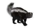 3D rendering of a skunk isolated on white background Big Ben Cleaning Inc. 841 Canoe Green SW 