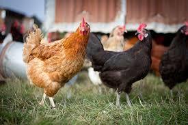  Profile Photos of Out Front Farm Pet Supply 179 Main Street - Photo 2 of 4