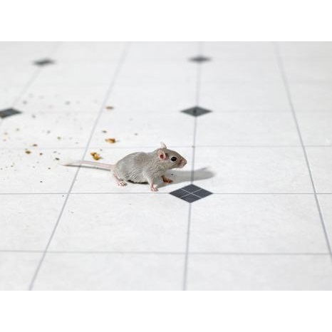  Profile Photos of Animal Trapping And Removal Service, Ltd. 1502 W 259th Street - Photo 1 of 4
