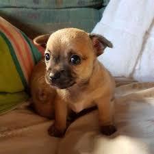  Profile Photos of Pups 4 Sale P.O. Box 80 - Photo 1 of 2