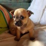 Pups 4 Sale, Kilcoy