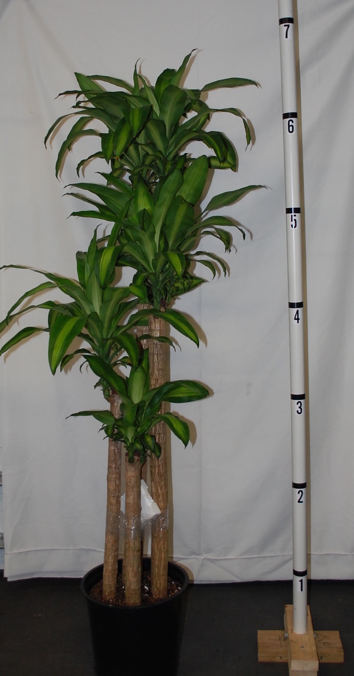  Profile Photos of Plantz 6202 Eugene St - Photo 1 of 6