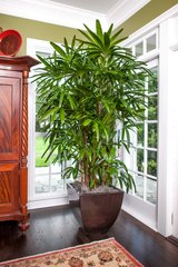 Plantz, Tampa