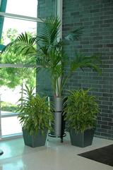 Plantz, Tampa