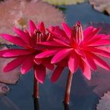 Lilypons Water Gardens, Adamstown