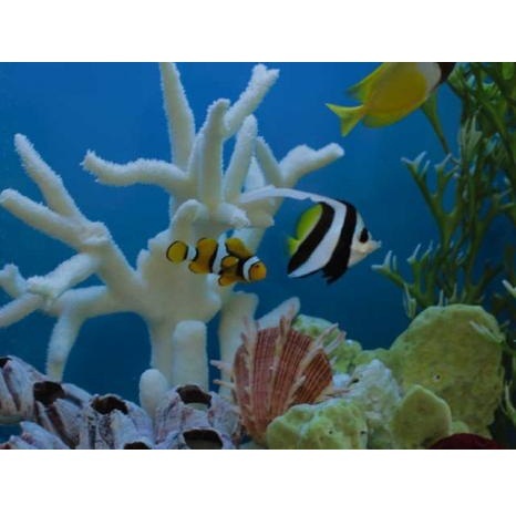  Profile Photos of Aquatech Aquarium Service 8013 Hannum Ave. - Photo 2 of 4