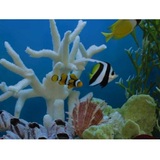 Aquatech Aquarium Service, Culver City
