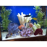 Aquatech Aquarium Service, Culver City