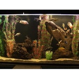 Aquatech Aquarium Service, Culver City