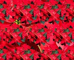  Profile Photos of Wenonah Greenhouse 100 East Cedar Street - Photo 6 of 6