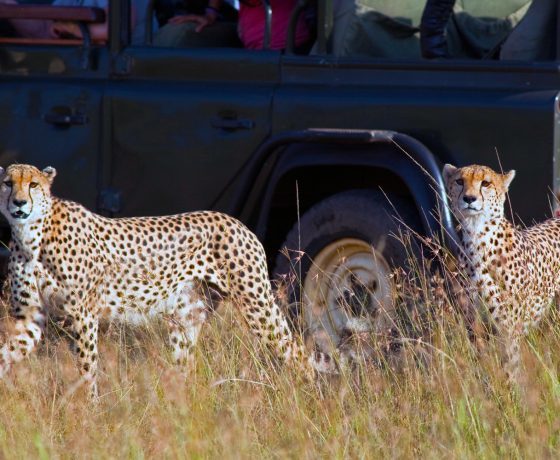  Profile Photos of Real Masai Safari 61 Majors Bay Rd - Photo 3 of 3