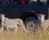 Real Masai Safari, Concord