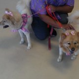 Pamper My Pet Grooming & Boarding, Atlanta