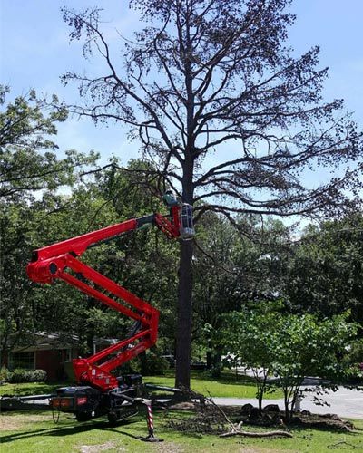  Profile Photos of David's Tree Service 221 West 2nd Street, Suite 634 - Photo 8 of 11
