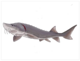 Stanley the Sturgeon River Trips, Shiocton