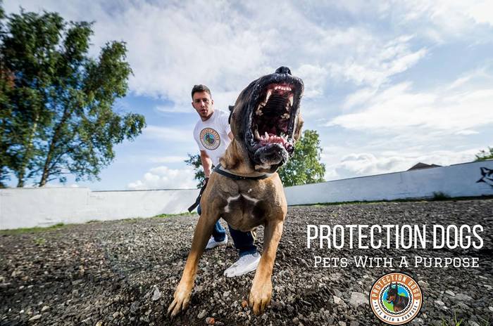  New Album of Protection Dogs Worldwide Sundown Station Lane, Broomfleet - Photo 1 of 7