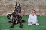 Protection Dogs Worldwide, Brough