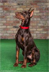 Protection Dogs Worldwide, Brough