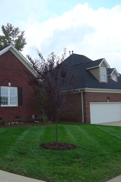                                 New Album of Lawn Impressions 594 Viking Pl - Photo 7 of 18