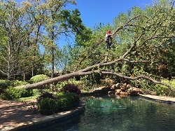 New Album of Arbor-Tech Tree Service 10717 CR 2312 - Photo 3 of 8