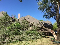  New Album of Arbor-Tech Tree Service 10717 CR 2312 - Photo 5 of 8