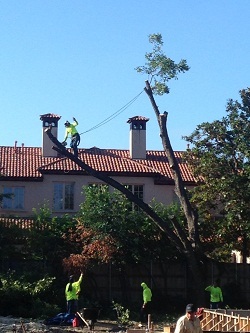  New Album of Arbor-Tech Tree Service 10717 CR 2312 - Photo 6 of 8