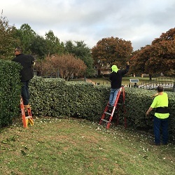  New Album of Arbor-Tech Tree Service 10717 CR 2312 - Photo 7 of 8