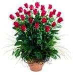 Menus & Prices, Flowers on Oxford - Kenmore, Buranda