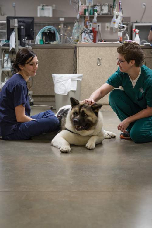  Profile Photos of Central Texas Veterinary Specialty & Emergency Hospital 4434 Frontier Trail - Photo 3 of 3