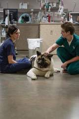 Central Texas Veterinary Specialty & Emergency Hospital, Austin