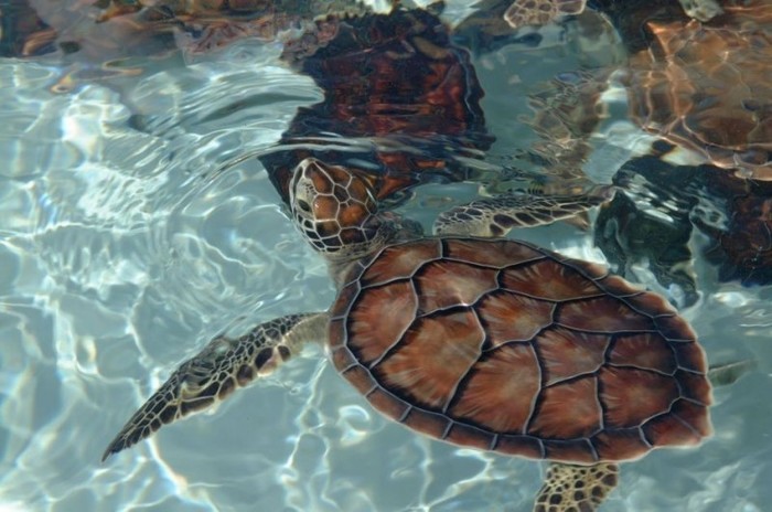  New Album of Cayman Turtle Centre 786 Northwest Point Road, - Photo 1 of 7