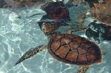  Cayman Turtle Centre 786 Northwest Point Road, 
